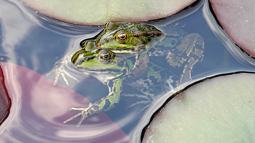 在水塘中相互拥抱着的两只绿皮青蛙