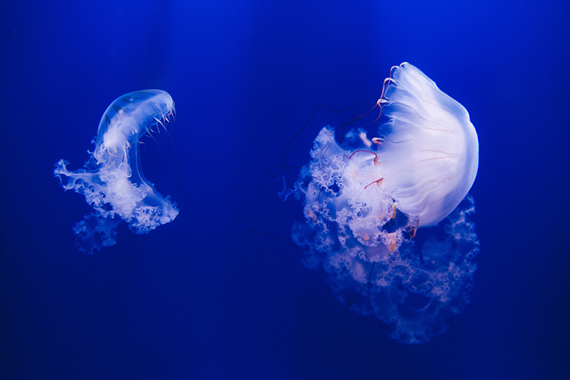 深海中的两只白色水母