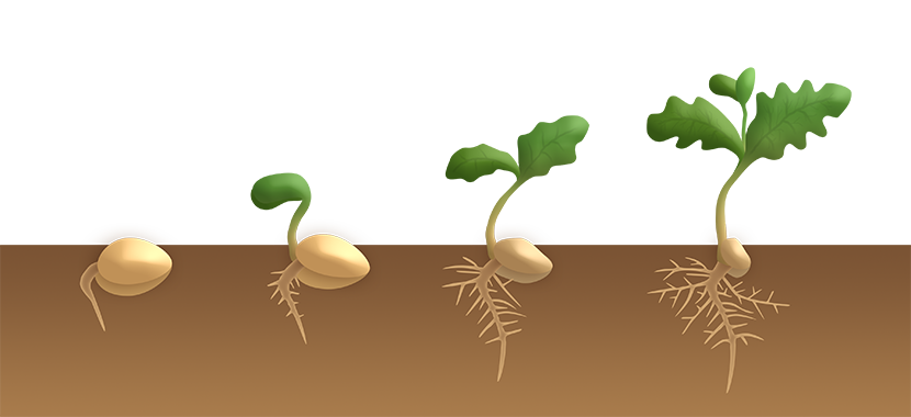 一粒种子生根发芽的全过程PNG免扣图