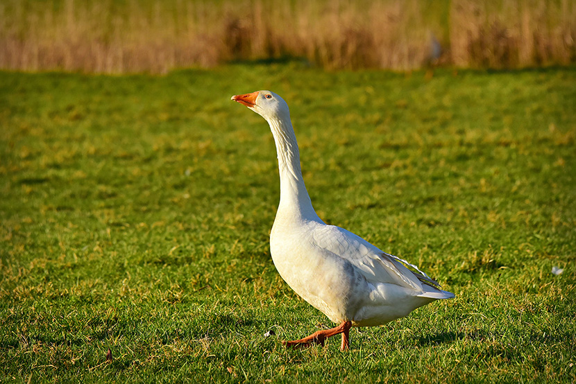 草地上昂首阔步的大白鹅