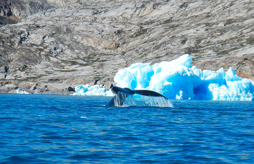 海边冰川旁的鲸鱼尾巴