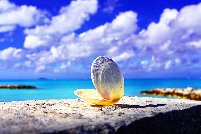 海边的一个空贝壳