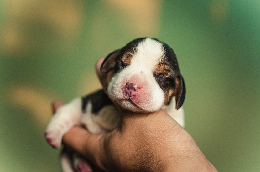 手掌里一只刚出生的小奶狗