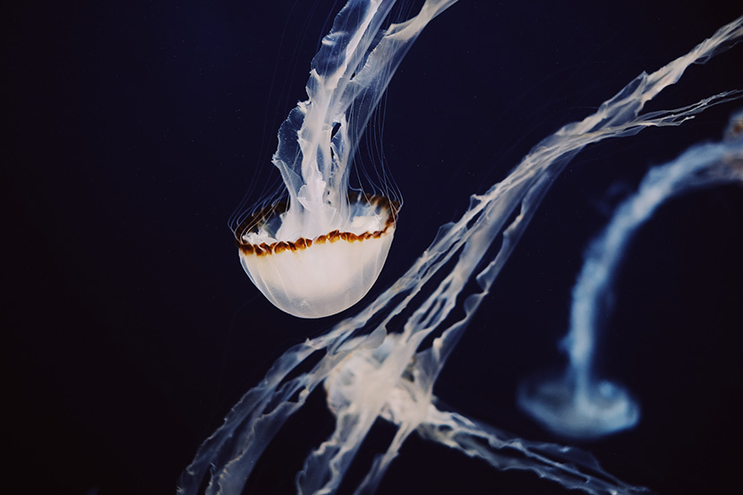 深海白水母