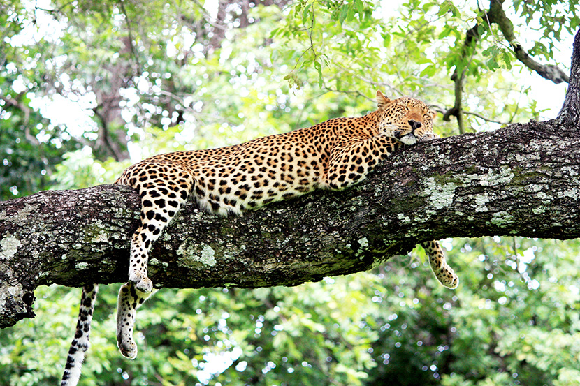 爬在树上睡觉的大花猫猎豹金钱豹