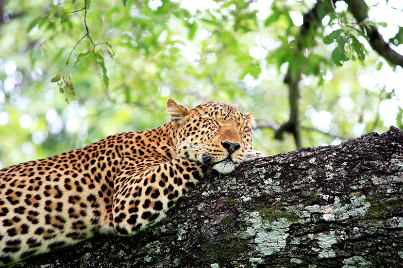 爬在树干上睡觉的大猫猎豹金钱豹