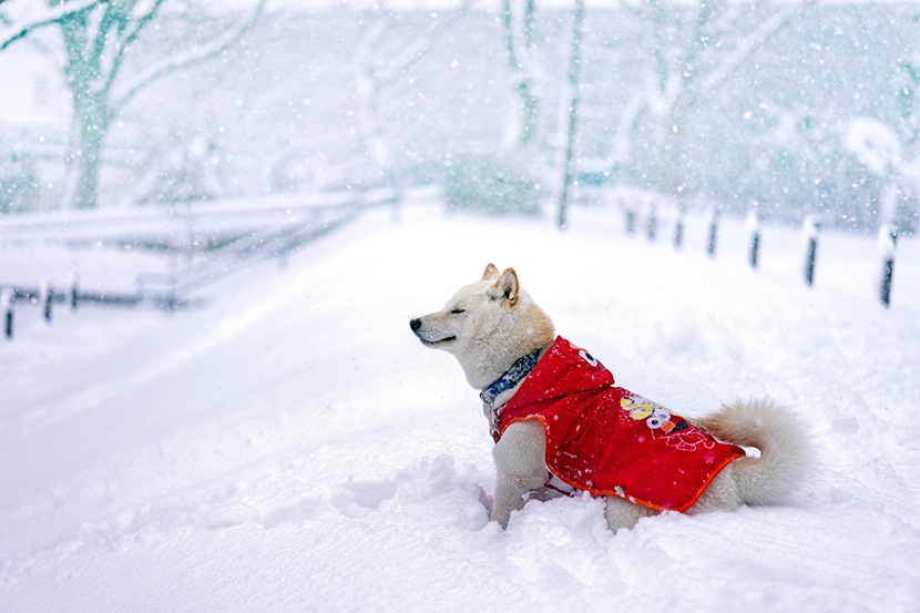 雪地中闭目享受的红衣狗狗
