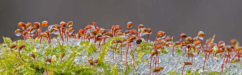 冰雪下的一片小苔藓