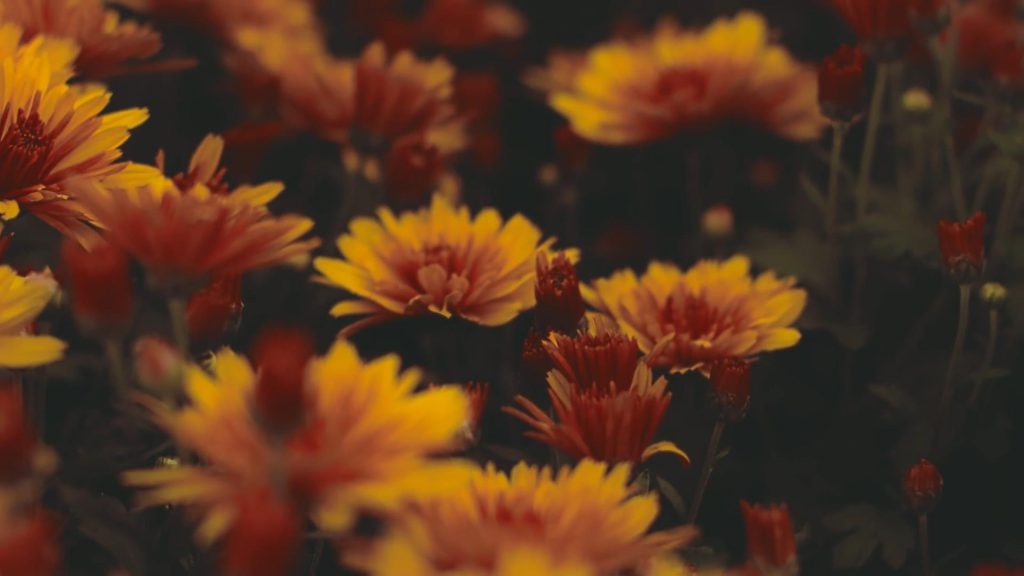 黄色小菊花的短视频素材
