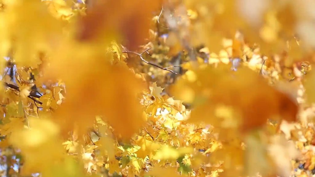 秋天金黄色的枫叶短视频素材