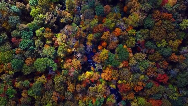 五颜六色的彩色森林高空航拍正射短视频素材【4K】