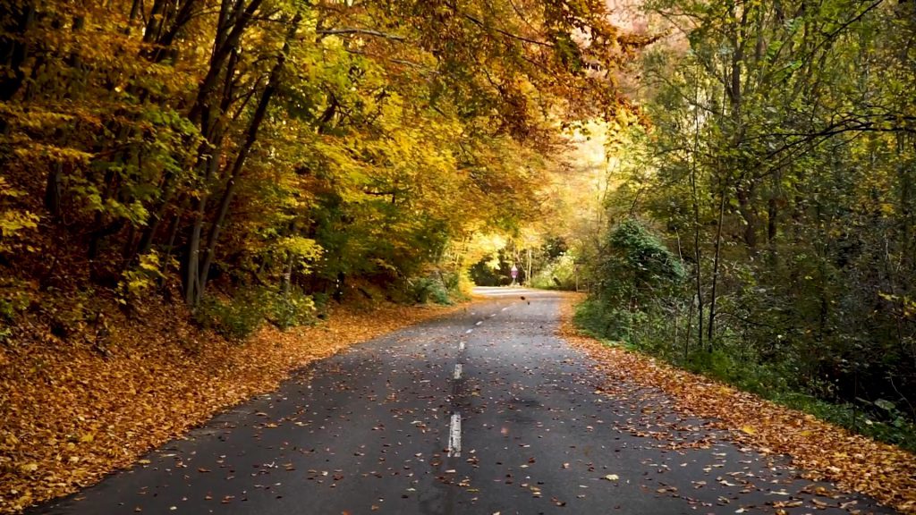 秋天乡间小道上飘落的树叶短视频素材