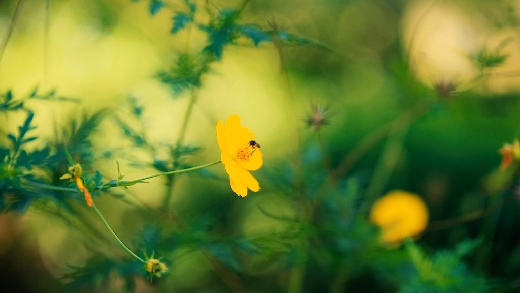 花丛中勤劳的小蜜蜂短视频素材