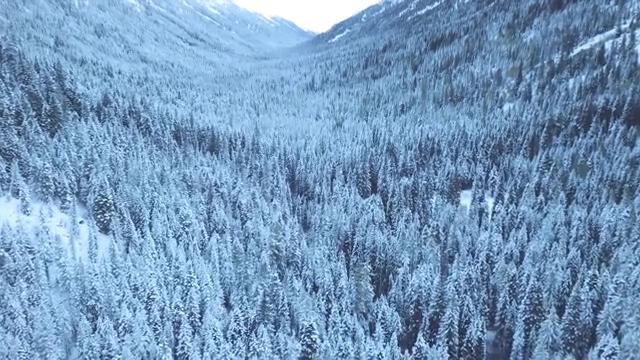 森林雪景航拍短视频素材【4K】