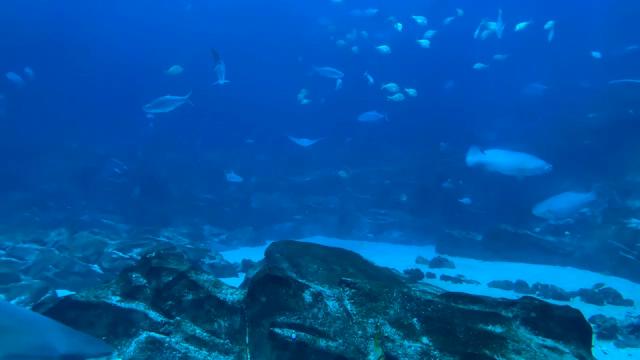 浅水中的小鱼和鲨鱼短视频素材【4K】