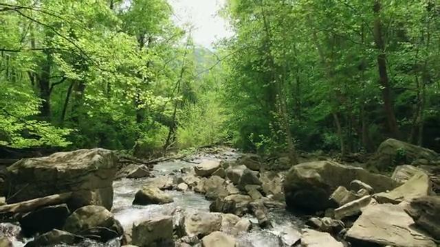 森林小溪流水短视频素材【4K】