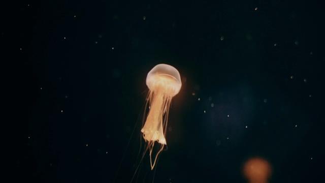 水族馆里游走着的水母短视频素材【4K】