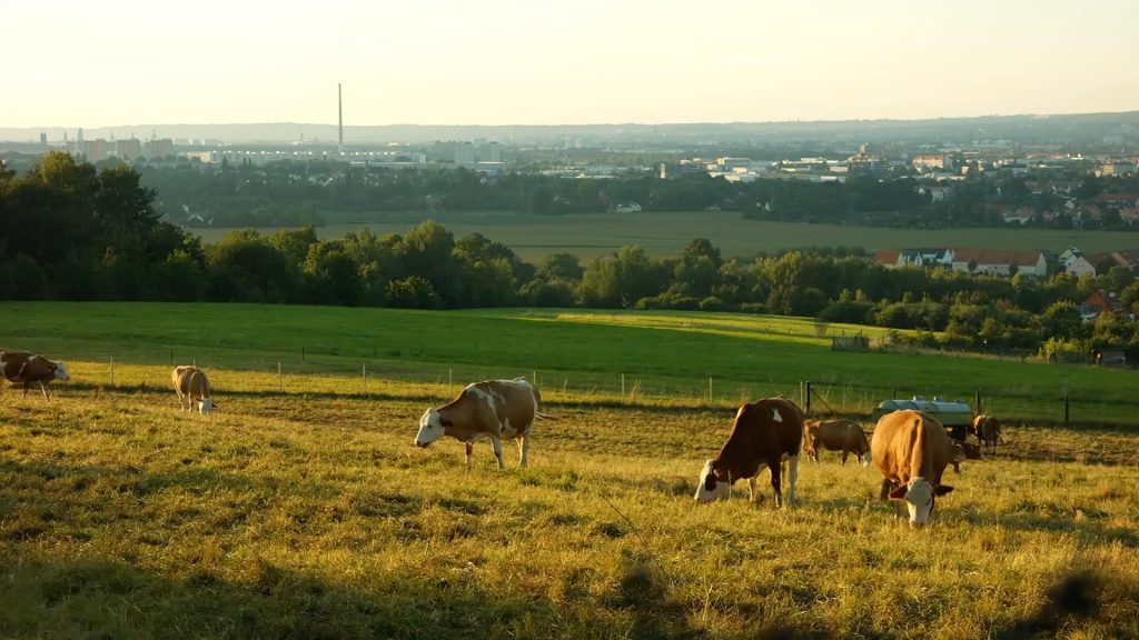 草场牧场上吃草的黄色奶牛短视频素材