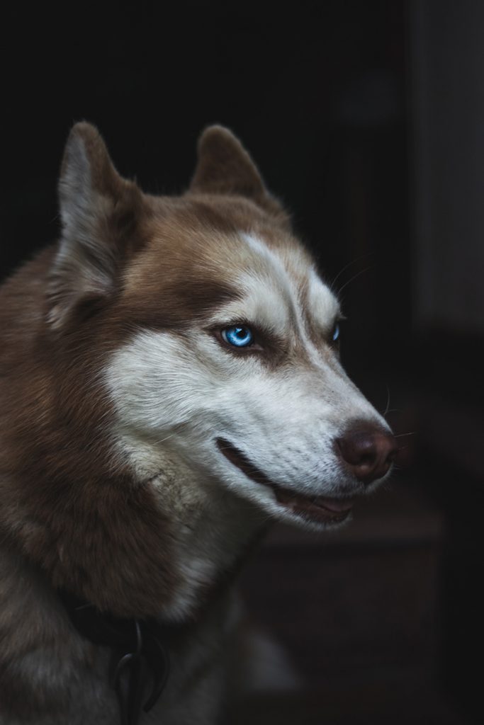 蓝眼睛的哈士奇二哈阿拉斯加雪橇犬