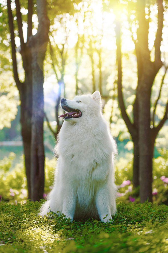 森林中的西伯利亚萨摩耶犬Samoyed