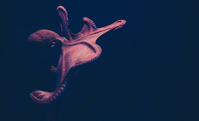 深海中的大章鱼