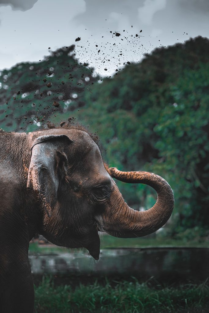 用泥巴洗澡的大象
