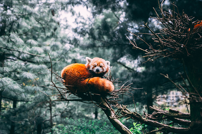 坐在树枝上的小熊猫