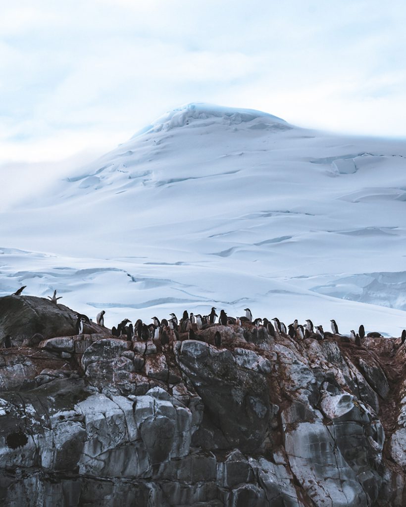 雪山崖壁上的企鹅