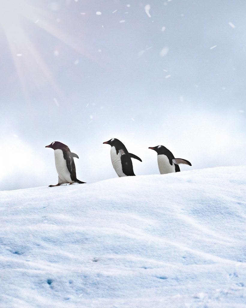 在雪地上的三只企鹅