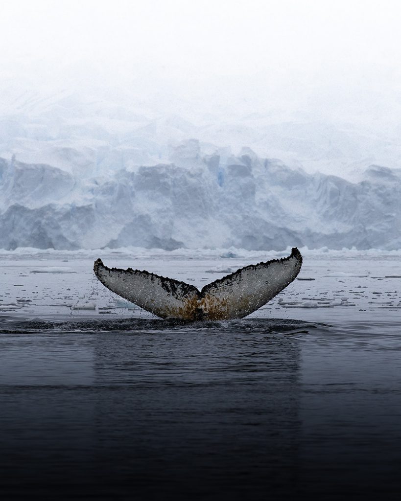 冰川海洋中的鲸鱼尾巴露出水面