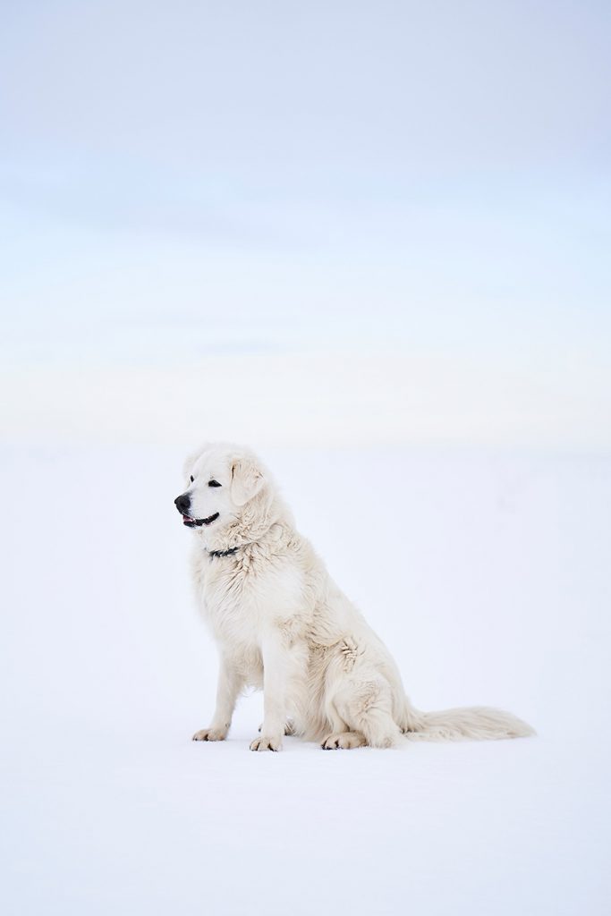 坐在雪地上的大白狗