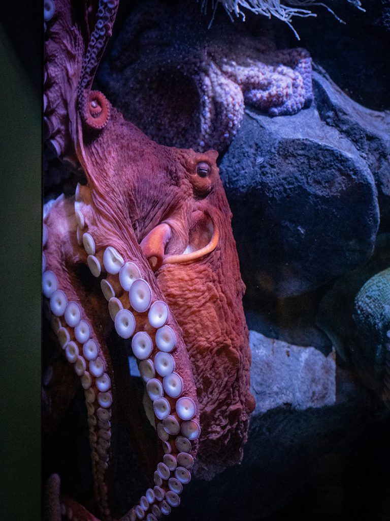 水族馆里大章鱼的吸盘