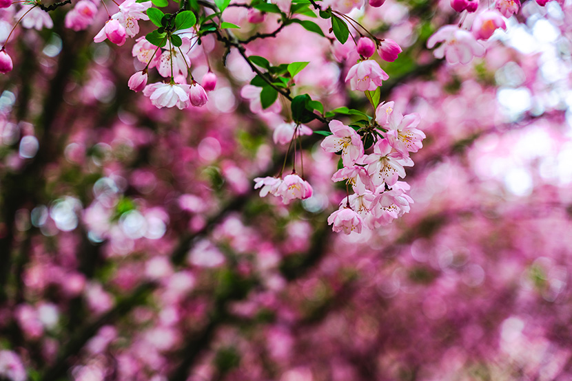 唯美的樱桃花树