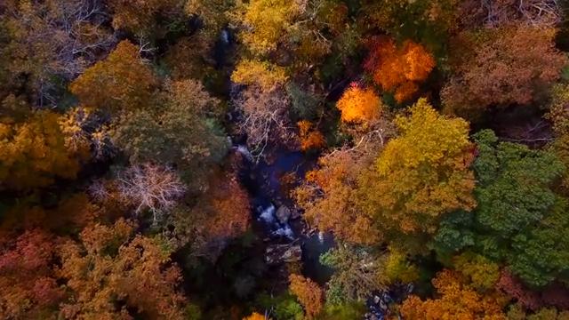彩色森林中的小溪流正射航拍短视频素材【4K】