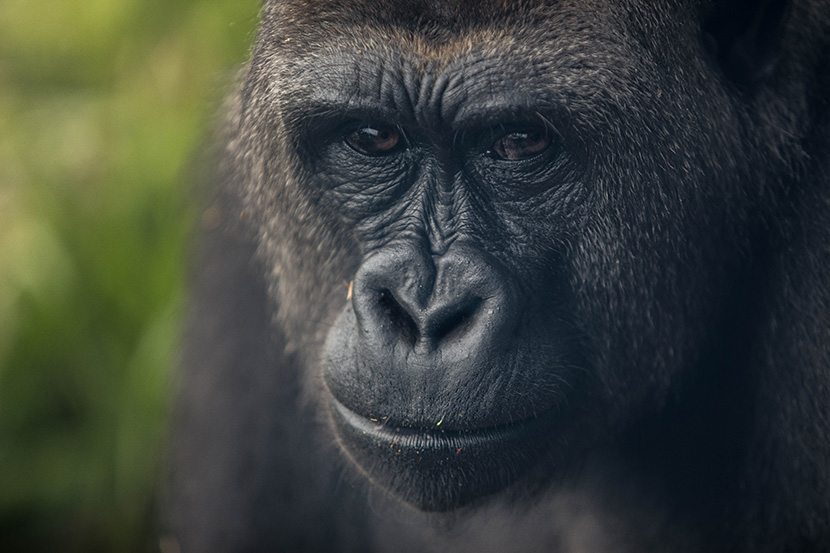 大黑猩猩脸部特写镜头
