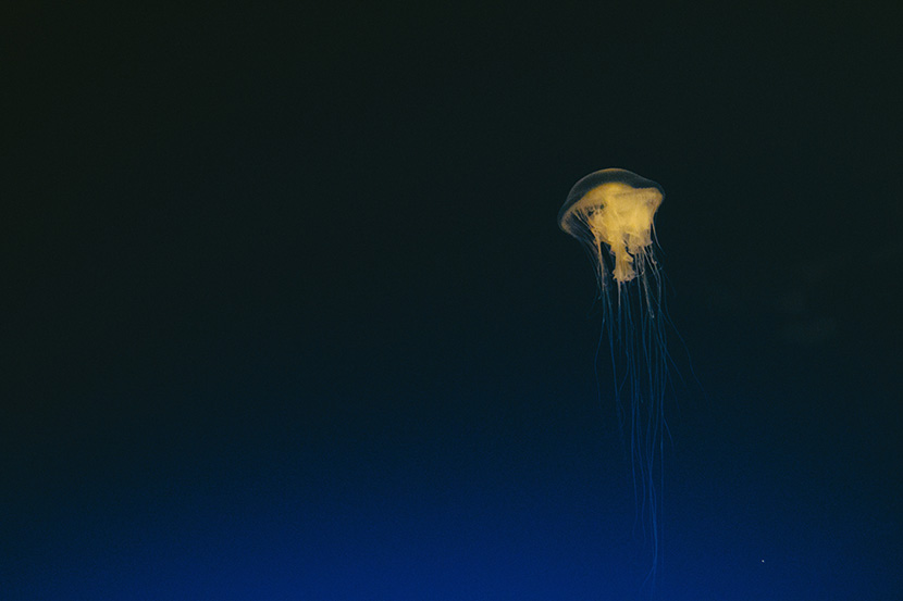 深海中的一只水母