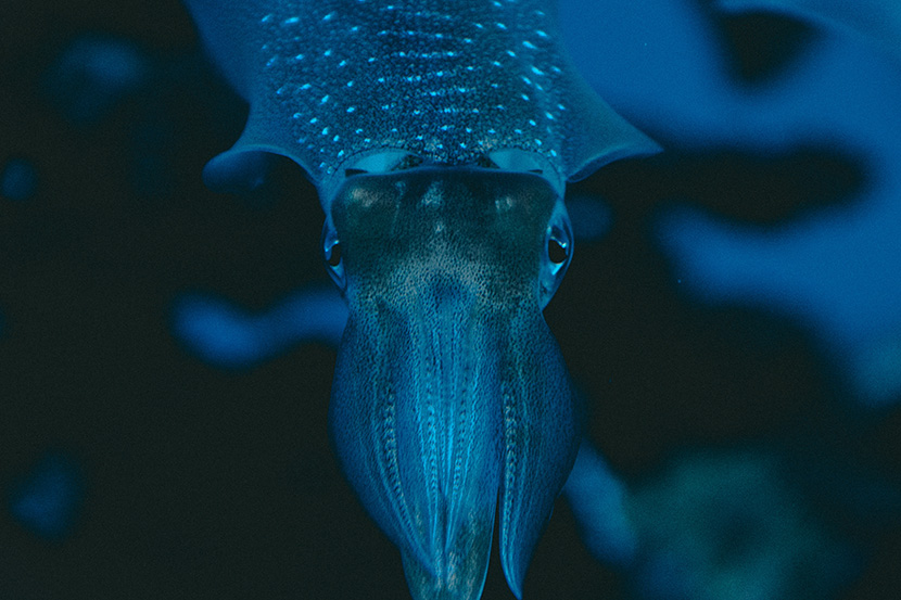 深海中的章鱼