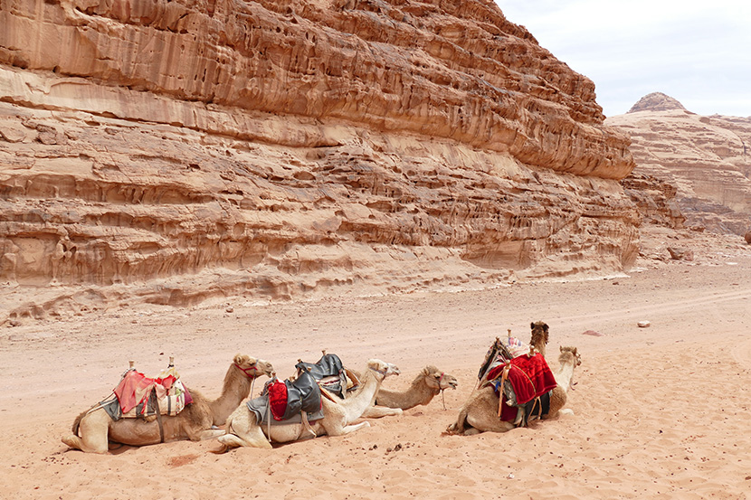 沙漠中的五匹骆驼爬在地上休息