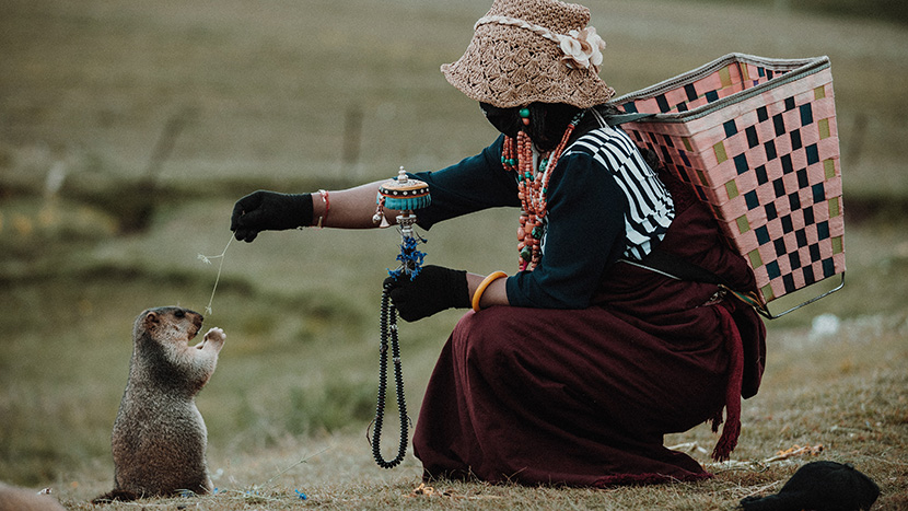 在逗土拨鼠玩的藏族妇女