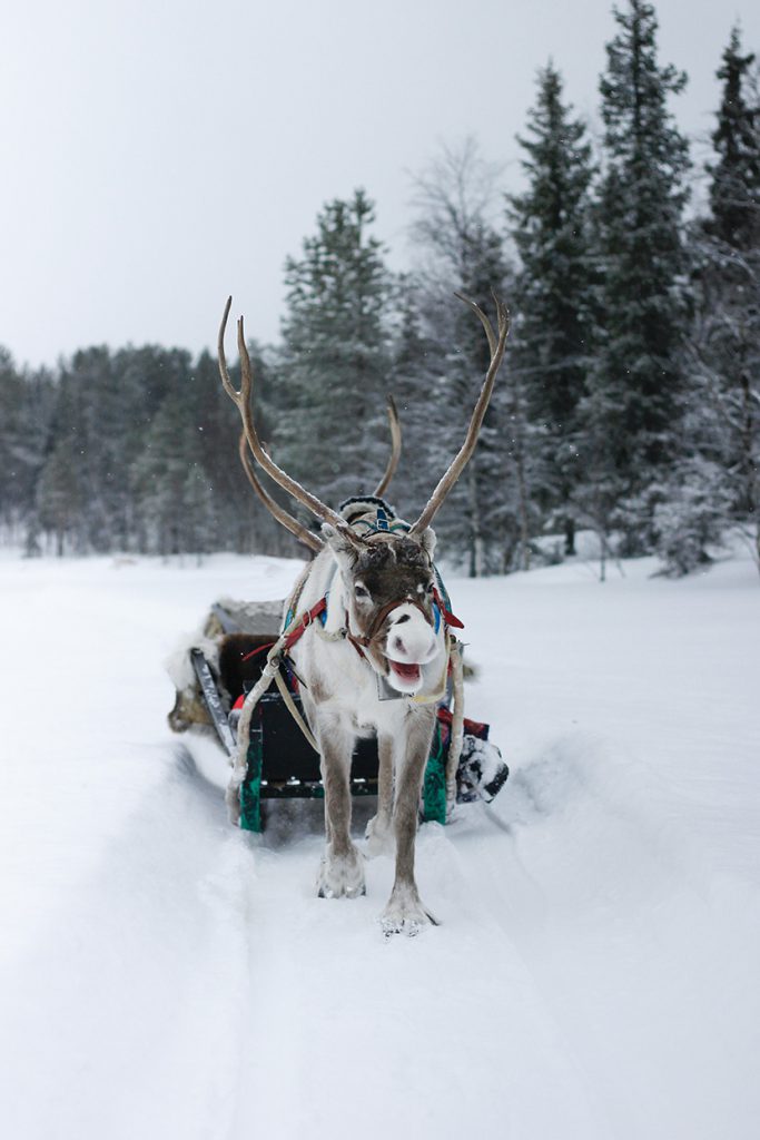 雪地上的雪橇麋鹿