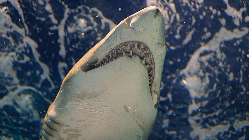 大白鲨的锋利獠牙