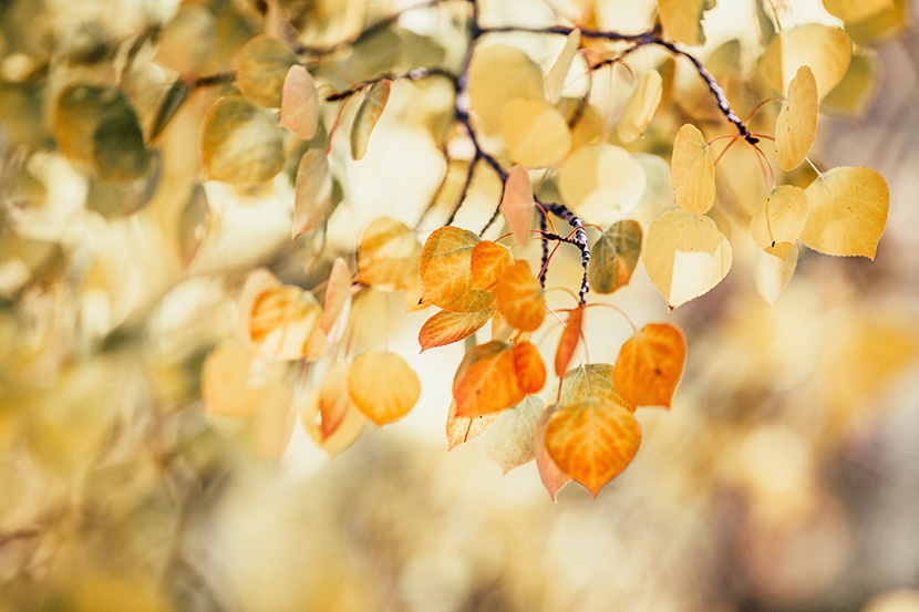 秋天发黄的树叶