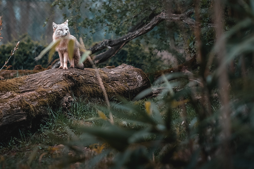 站在枯树上的小狐狸