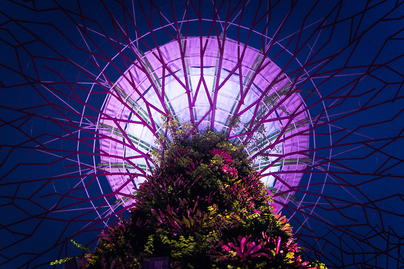 新加坡的现代植物园