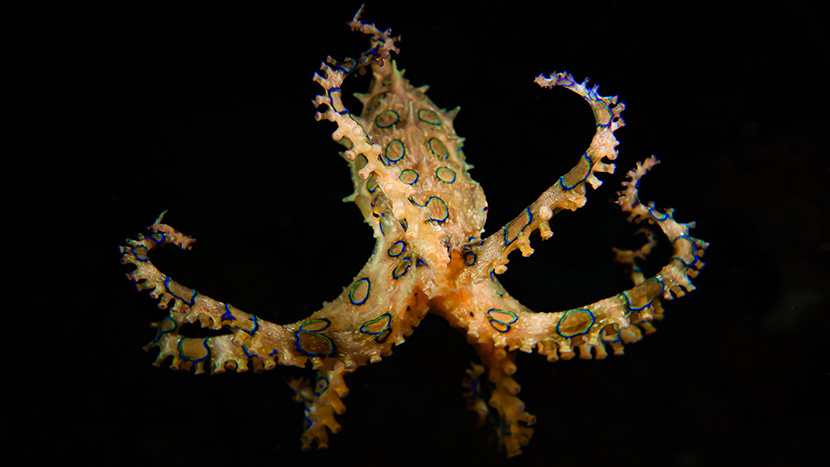深海中的奇异小章鱼