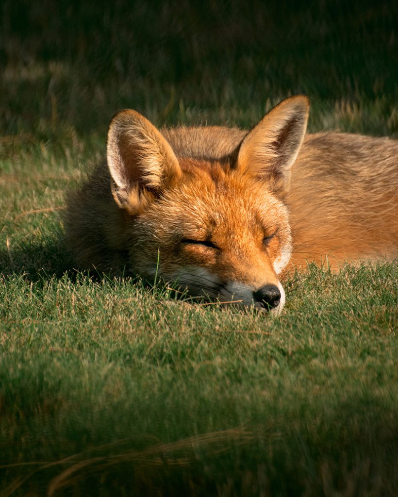 睡在草地上的小狐狸