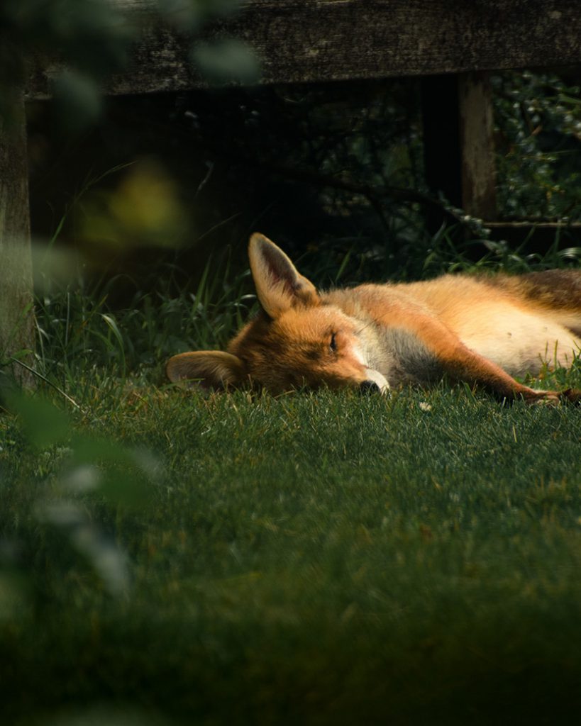 在草地上睡觉的小狐狸