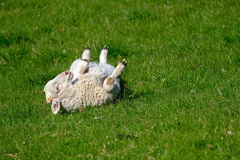 在草地上撒花的小羊羔