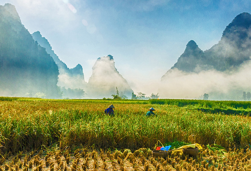 越南山丘下的水稻田