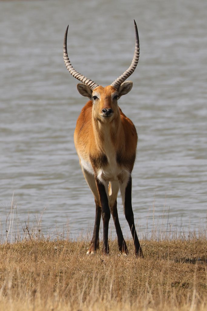 站在水边的美丽瞪羚Gazelle